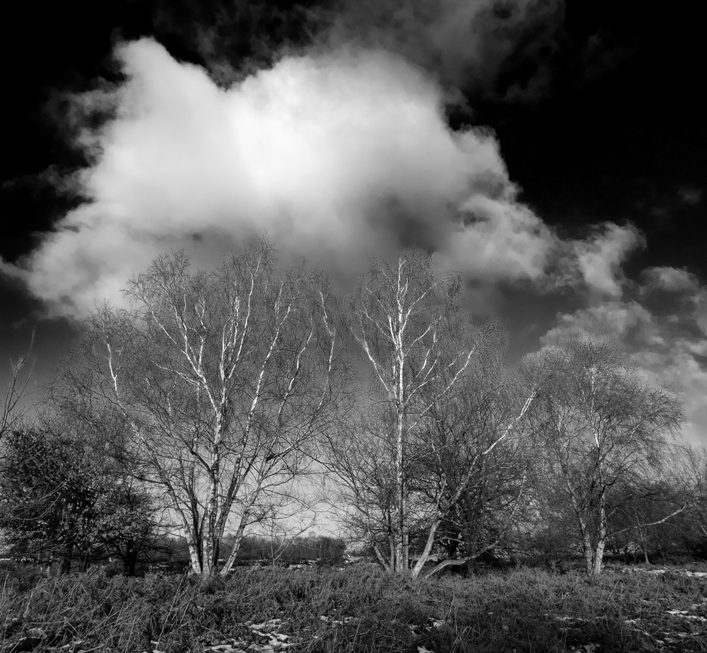 Winter Silver Birches